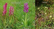 5 Vegetation im Gebiet